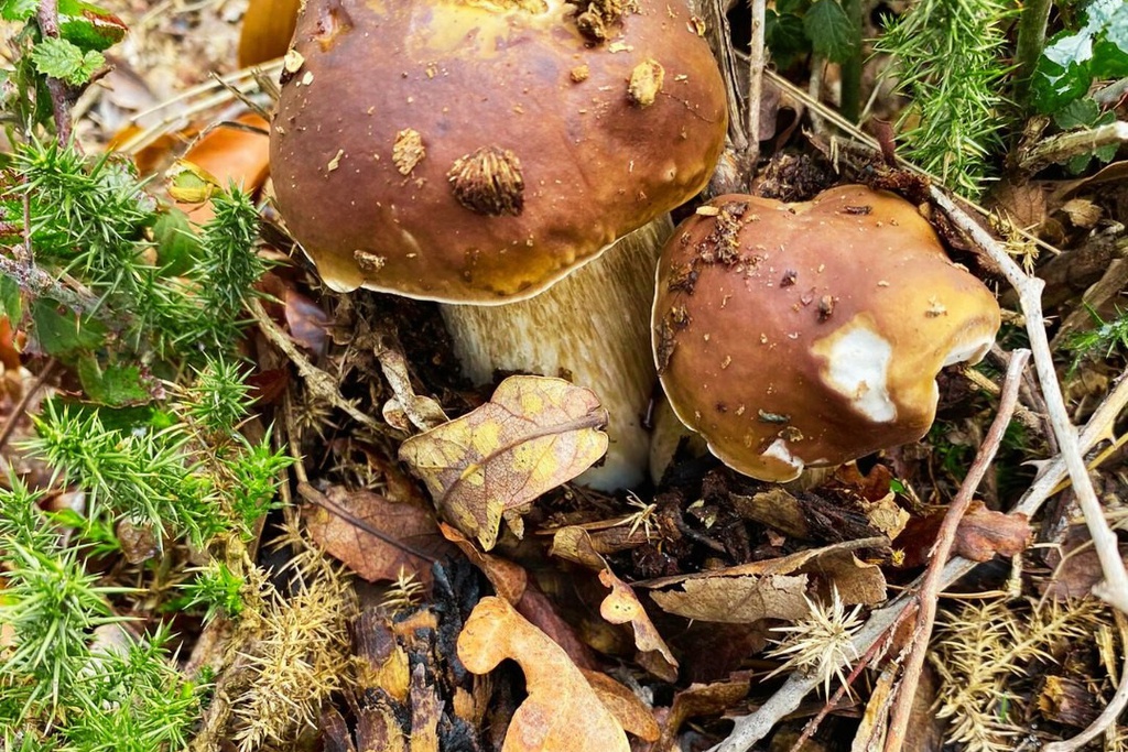 Caminhada Micológica na Serra da Lousã