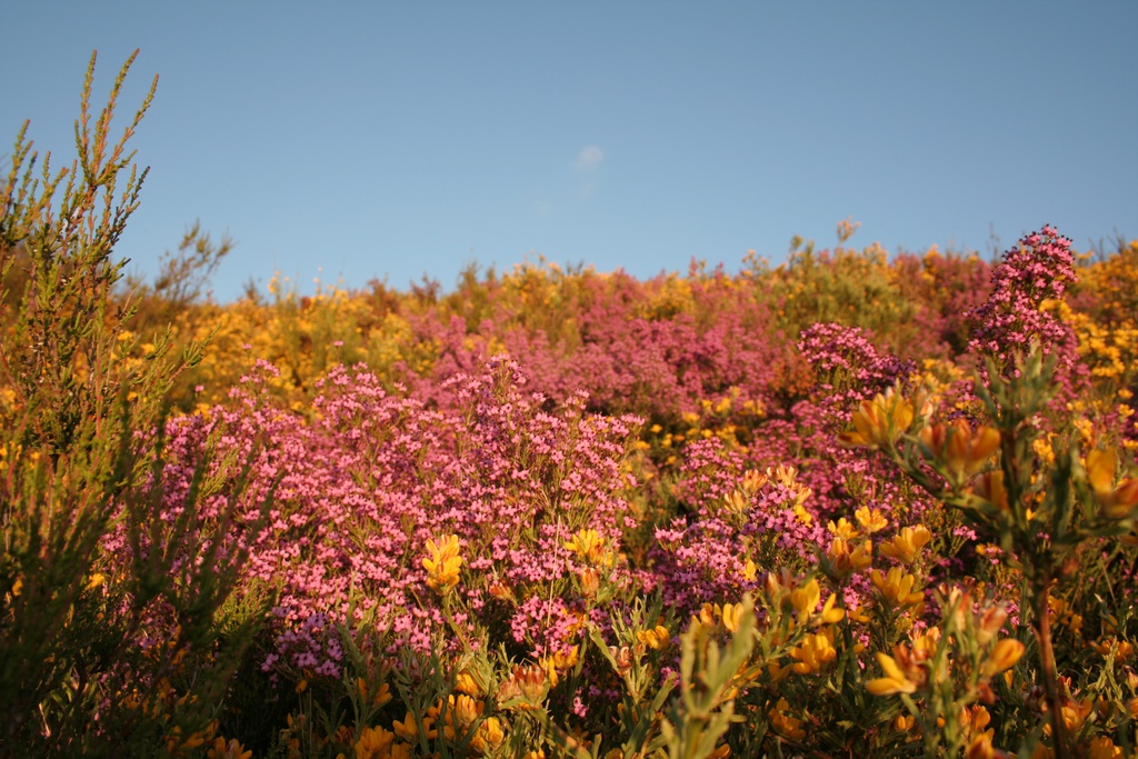 Feira da Primavera – Entre Pedras Nascem Rosas