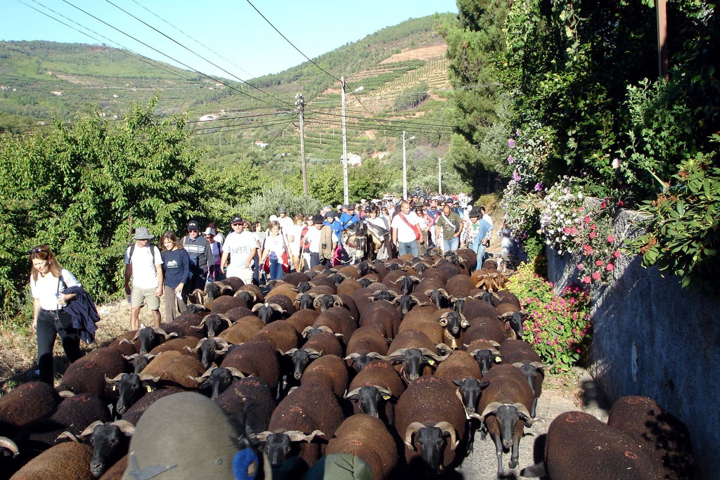 Cowbells (Chocalhos) – the Transhumance Paths Festival