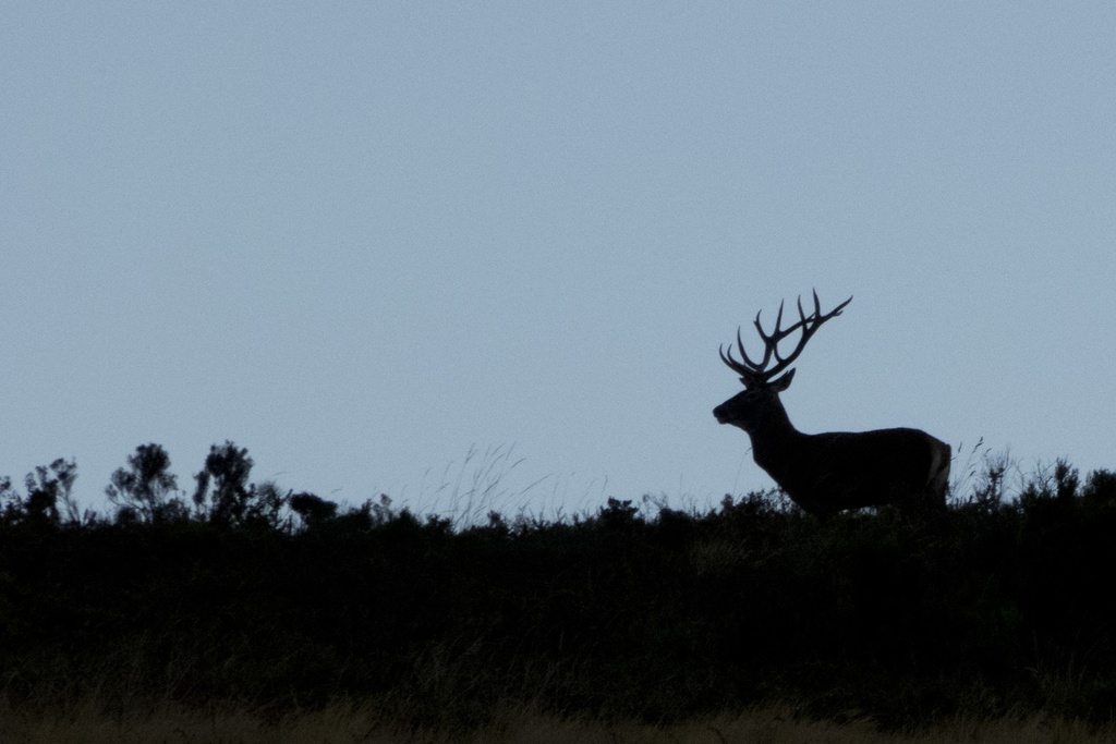 Stag Rutting