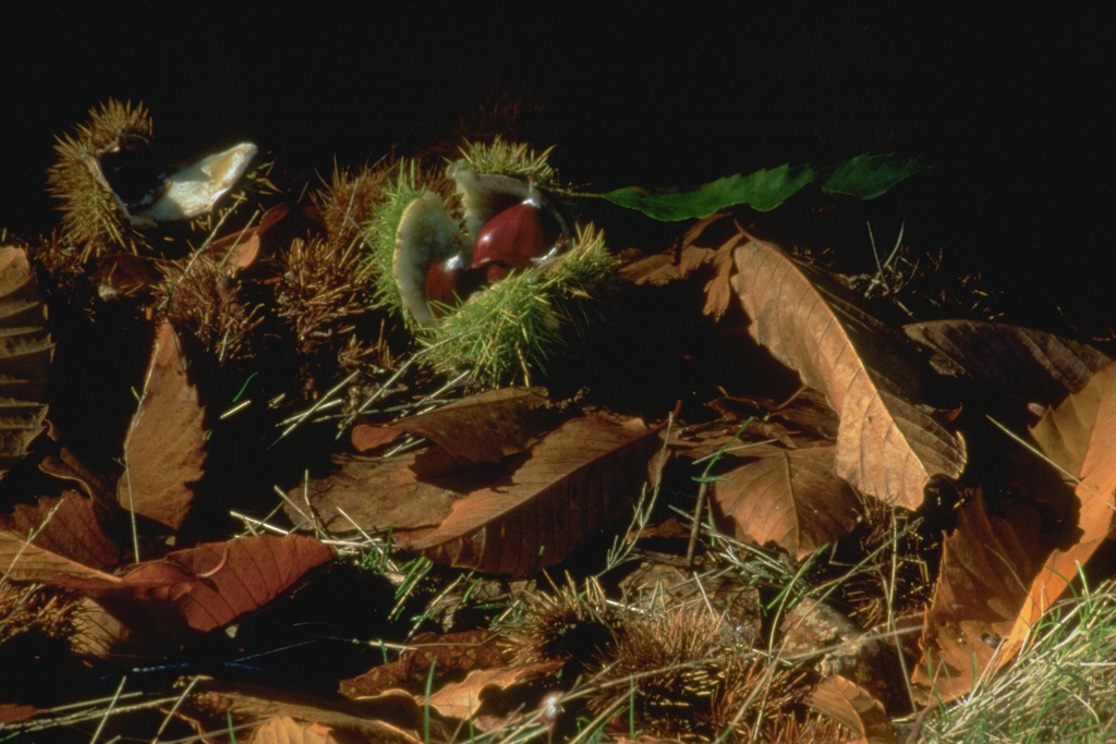 Magusto Comunitário na Barroca