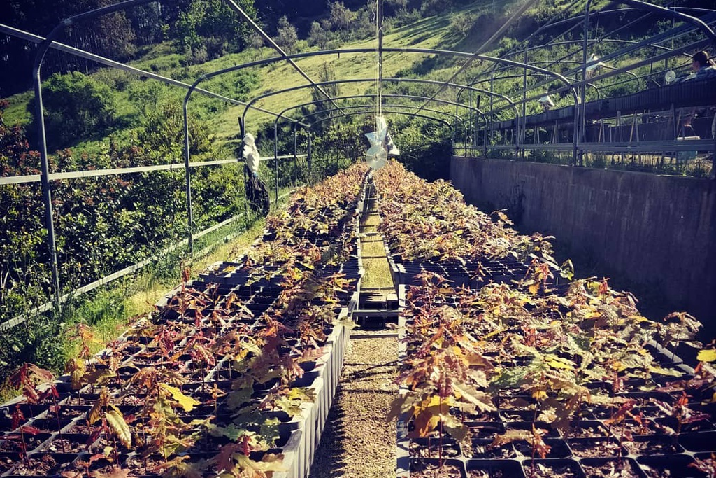 Plantação de árvores apadrinhadas na Aldeia do Xisto da Comareira