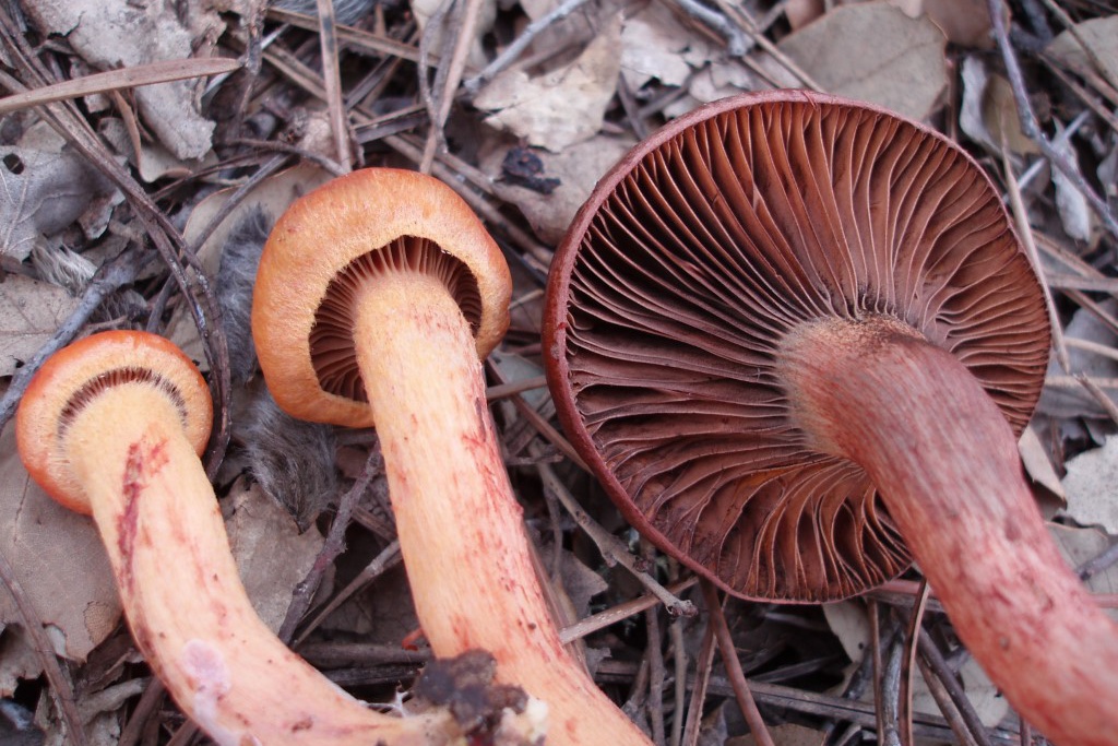 Míscaros - Mushroom Festival