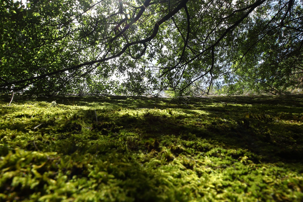 III Acampamento Etnobotânico - “A Voz das Plantas”
