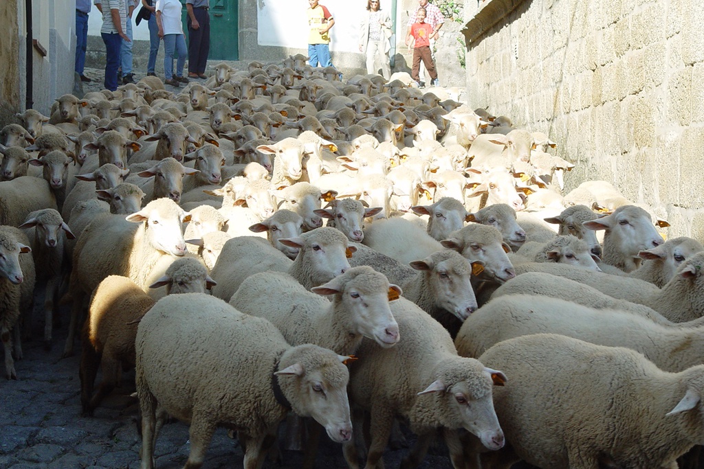 Chocalhos (Cowbells) – the Transhumance Paths Festival