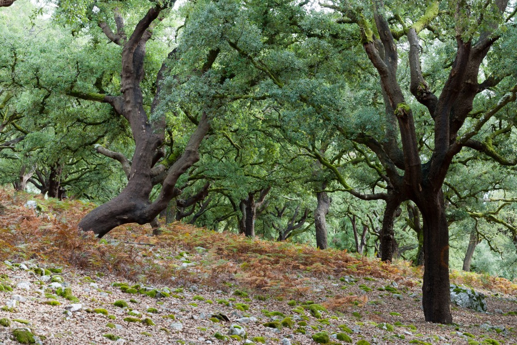 As Aldeias, A Floresta e O Fogo