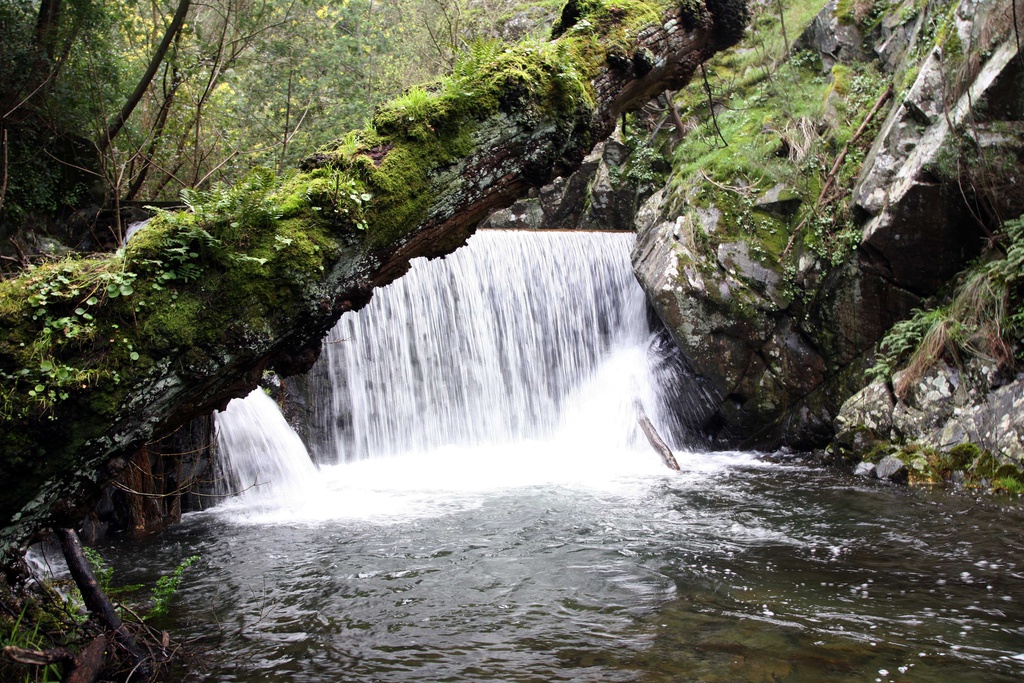 A biodiversidade na Ribeira de São João