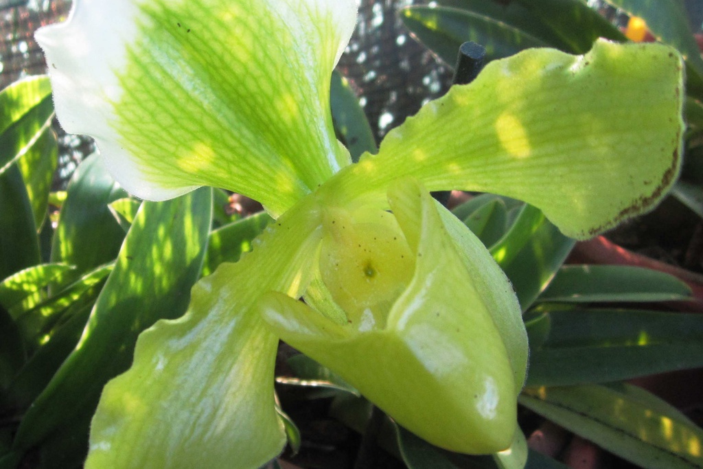 Oficina "Orquídeas Paphiopedilum"