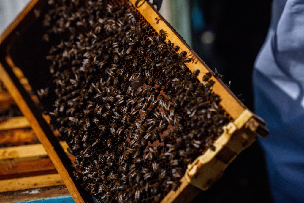 Workshop Velas em Cera de Abelha