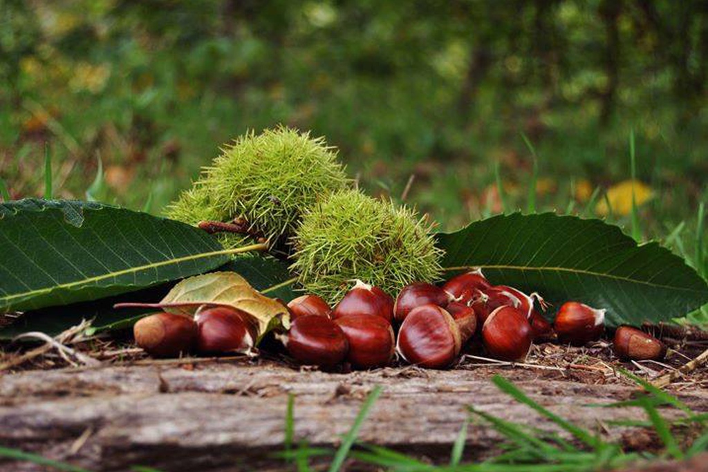 XX Festa da Castanha