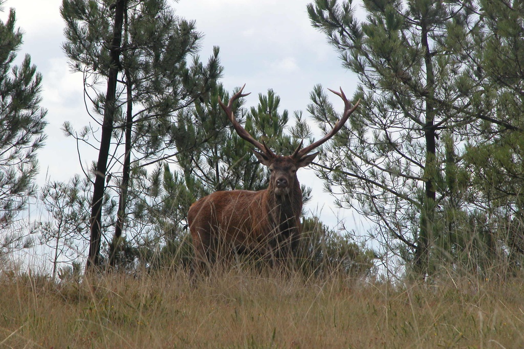 Mating period of the Deer (Brama) in the Aldeias do Xisto