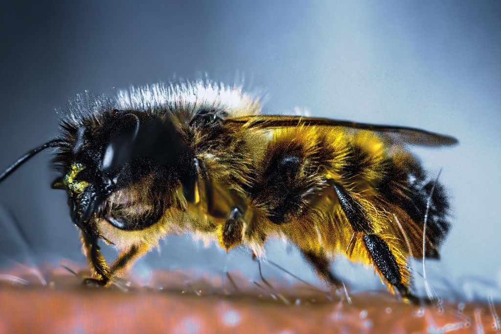 Workshop Macro Fotografia com Smartphone