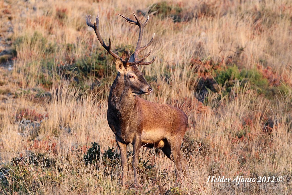 Observing the deer mating season  