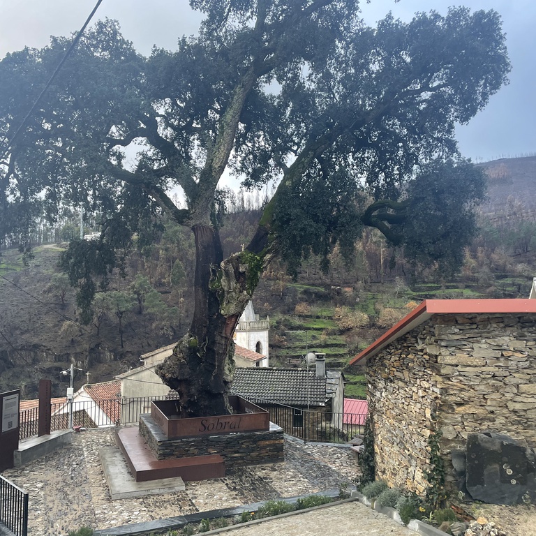 Dia Mundial da Árvore em Sobral de São Miguel