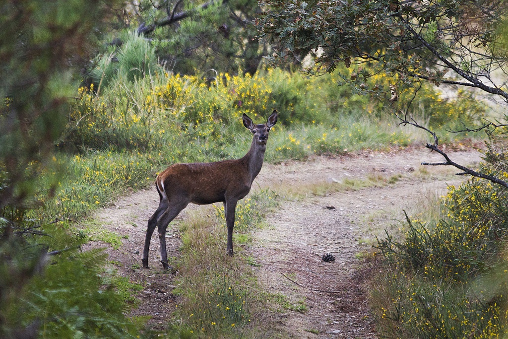 Photographic Hunt for Deer in the Serra da Lousã