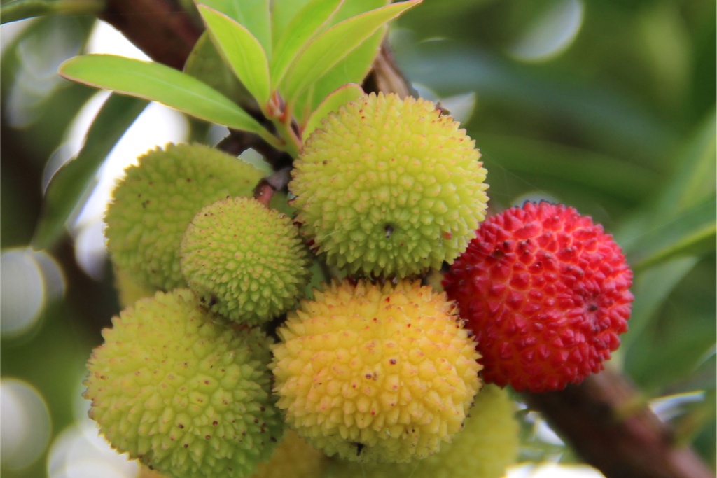 At the Aldeias do Xisto’s table - Workshop “The Secrets of the Strawberry Tree Fruit”