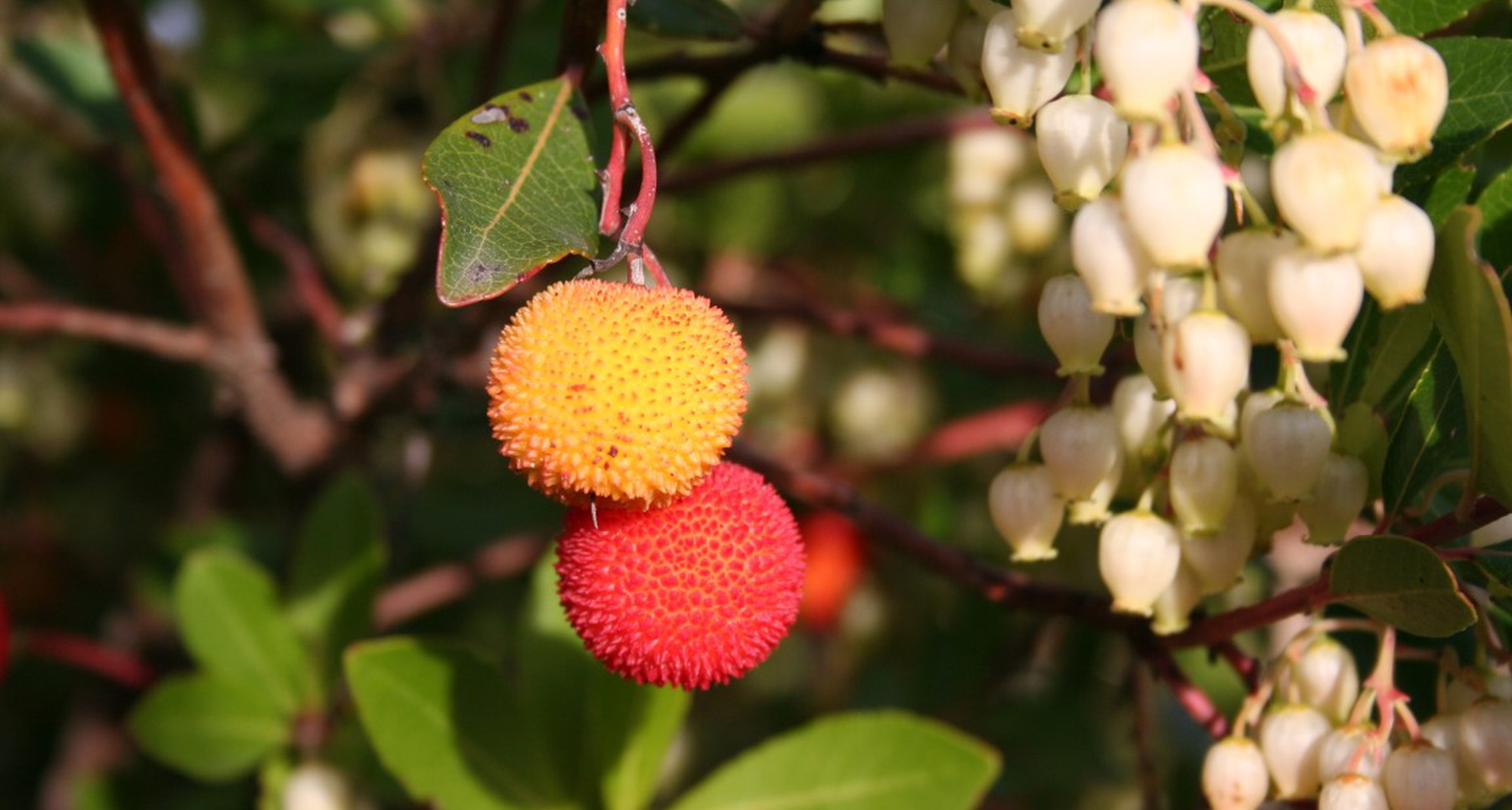 As Potencialidades do Medronho
