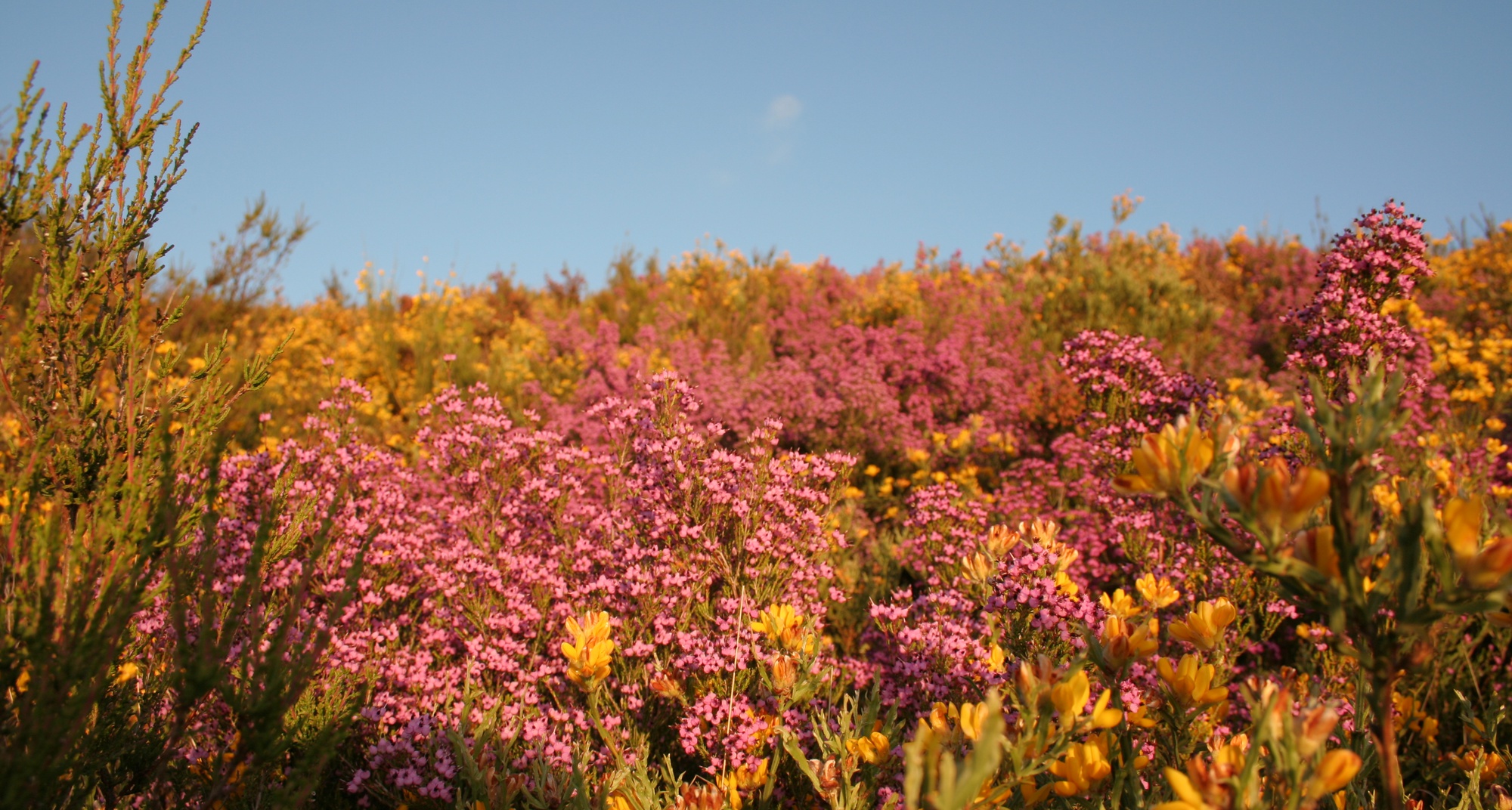 Feira da Primavera – Entre Pedras Nascem Rosas