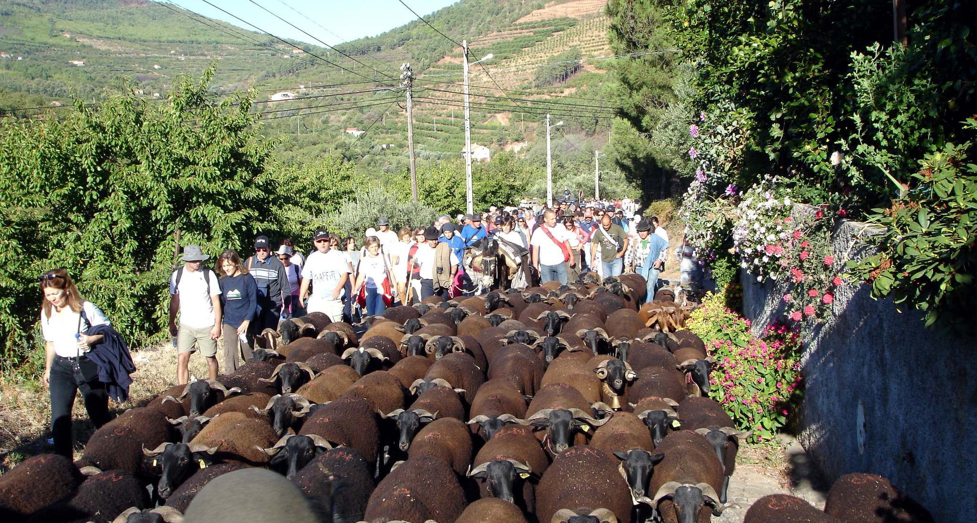 Cowbells (Chocalhos) – the Transhumance Paths Festival