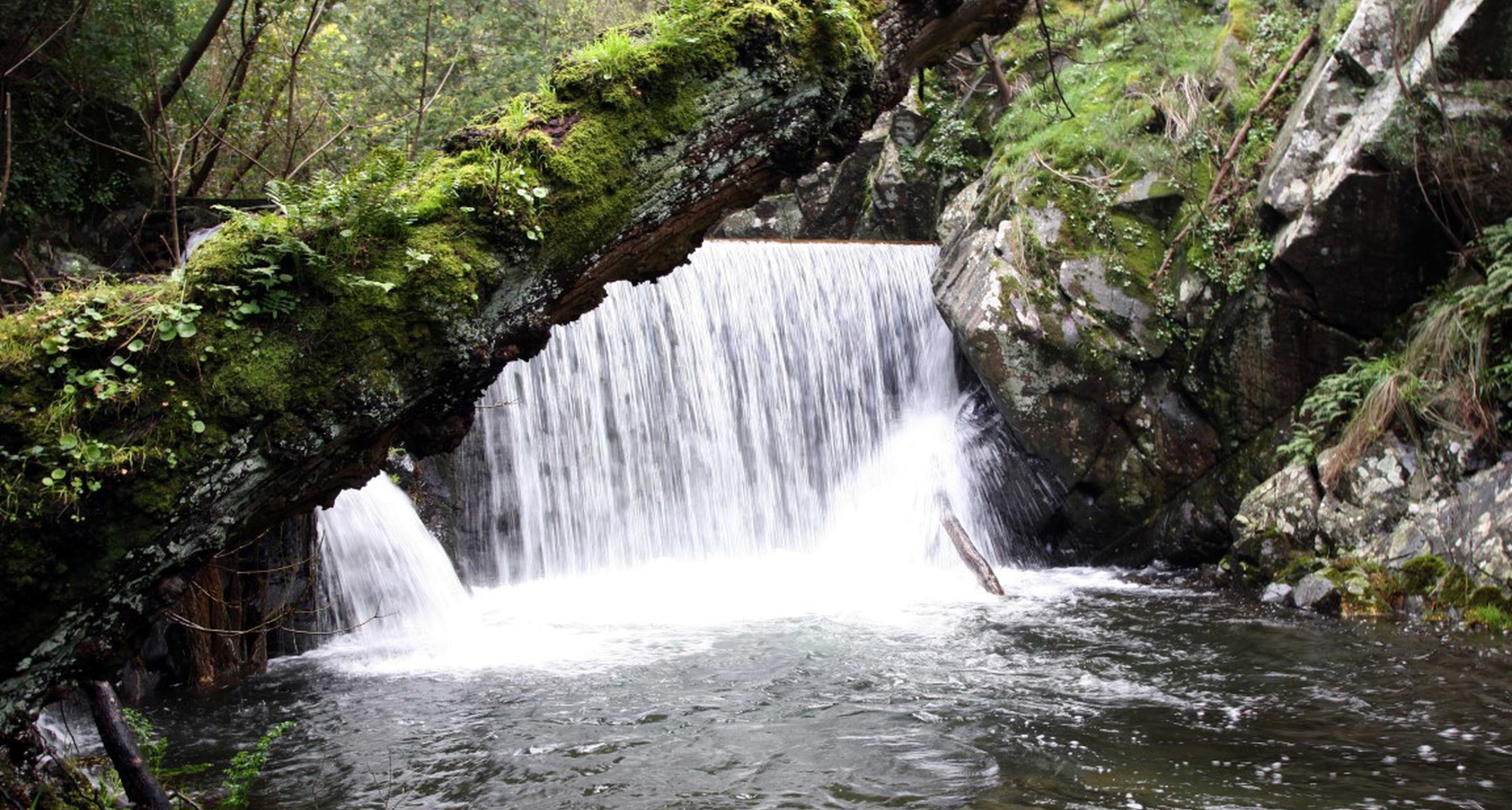 Verão na Ribeira com os Macroinvertebrados Aquáticos