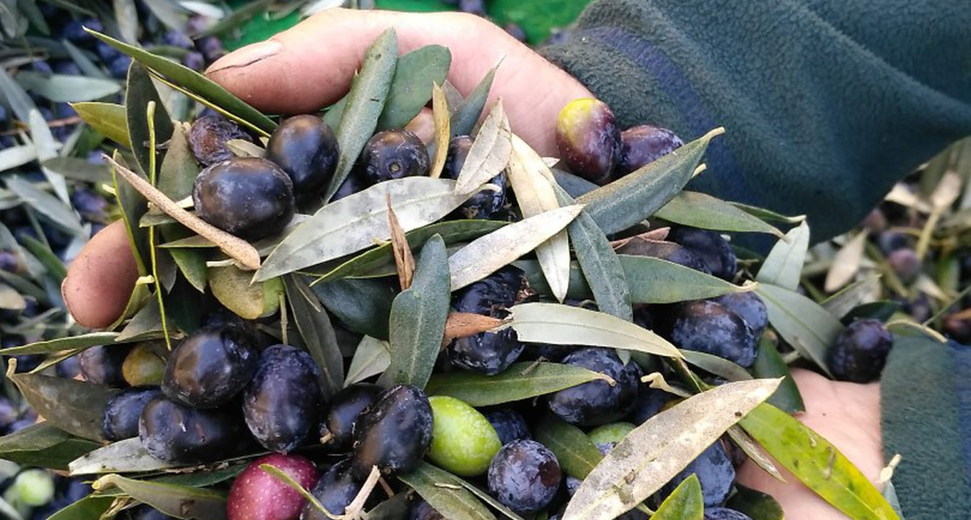 Lagarada Tradicional