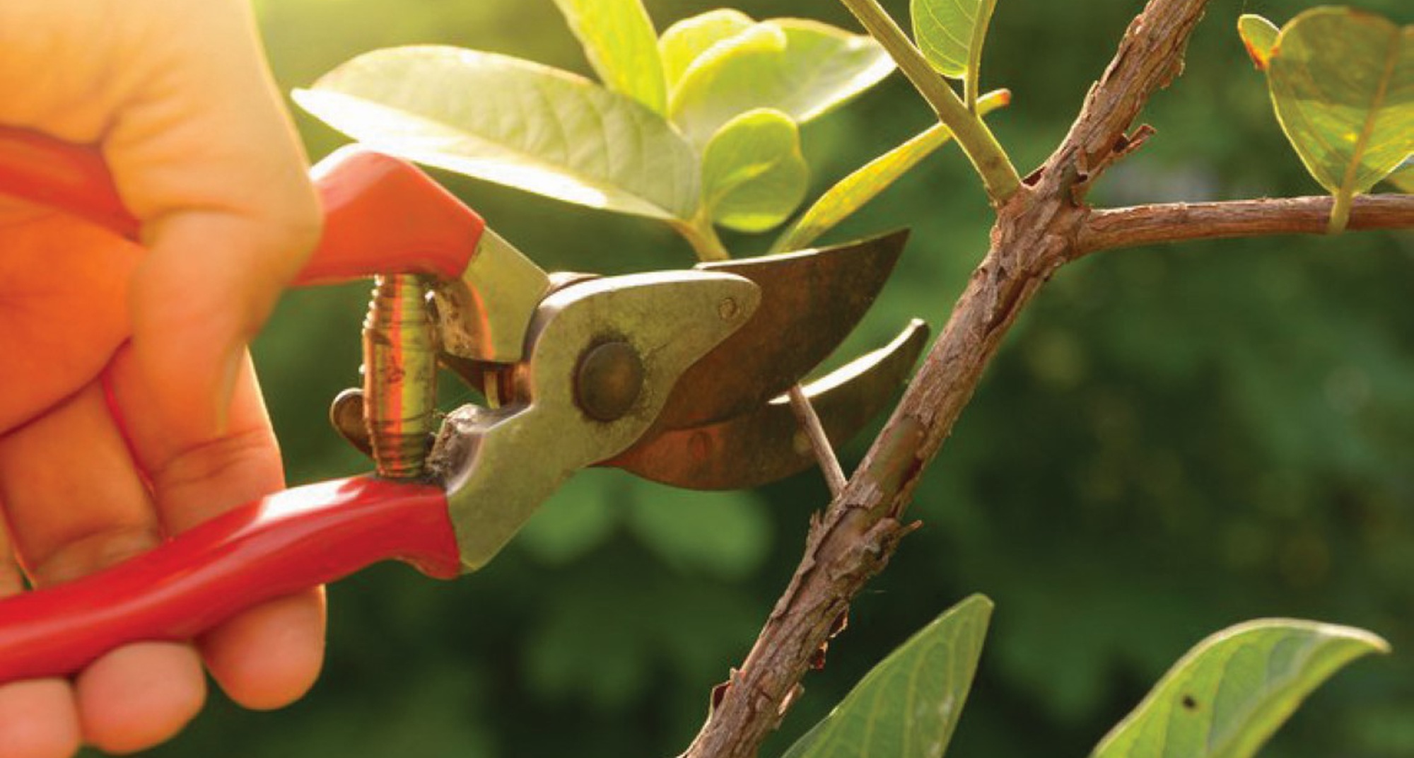 Oficina de Poda de Fruteiras