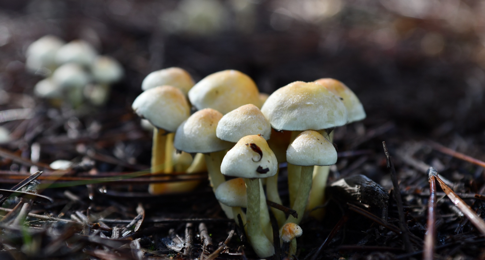 Míscaros - Festival do Cogumelo 2025