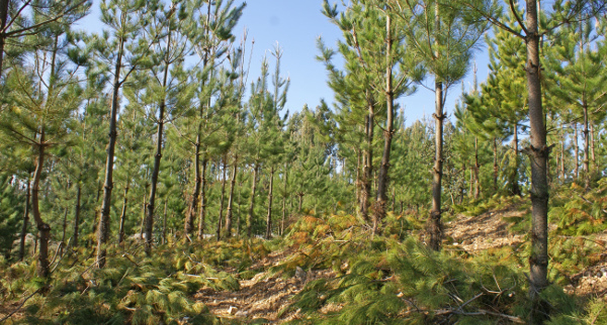 Jornadas Internacionais “O Aproveitamento Resineiro: Florestas com Futuro”