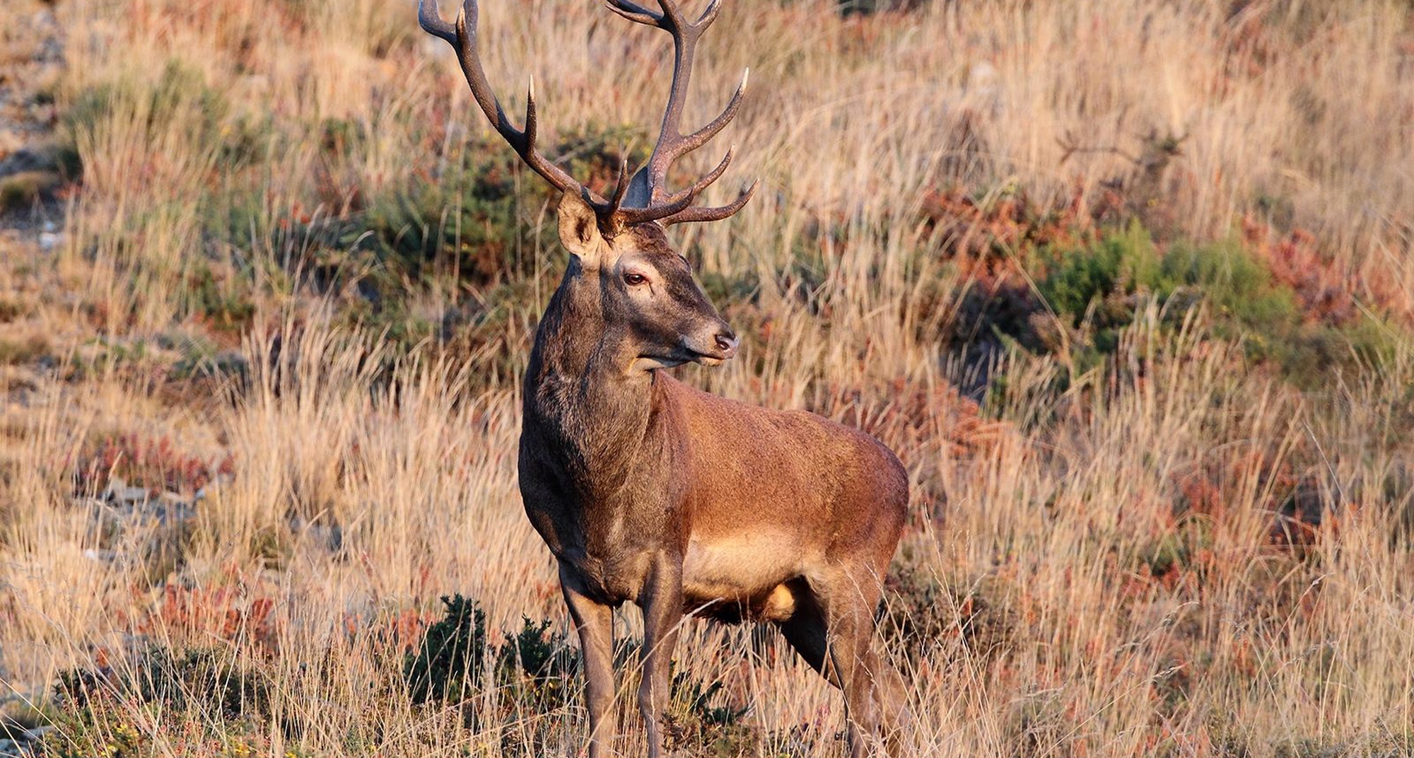 Observing the deer mating season  