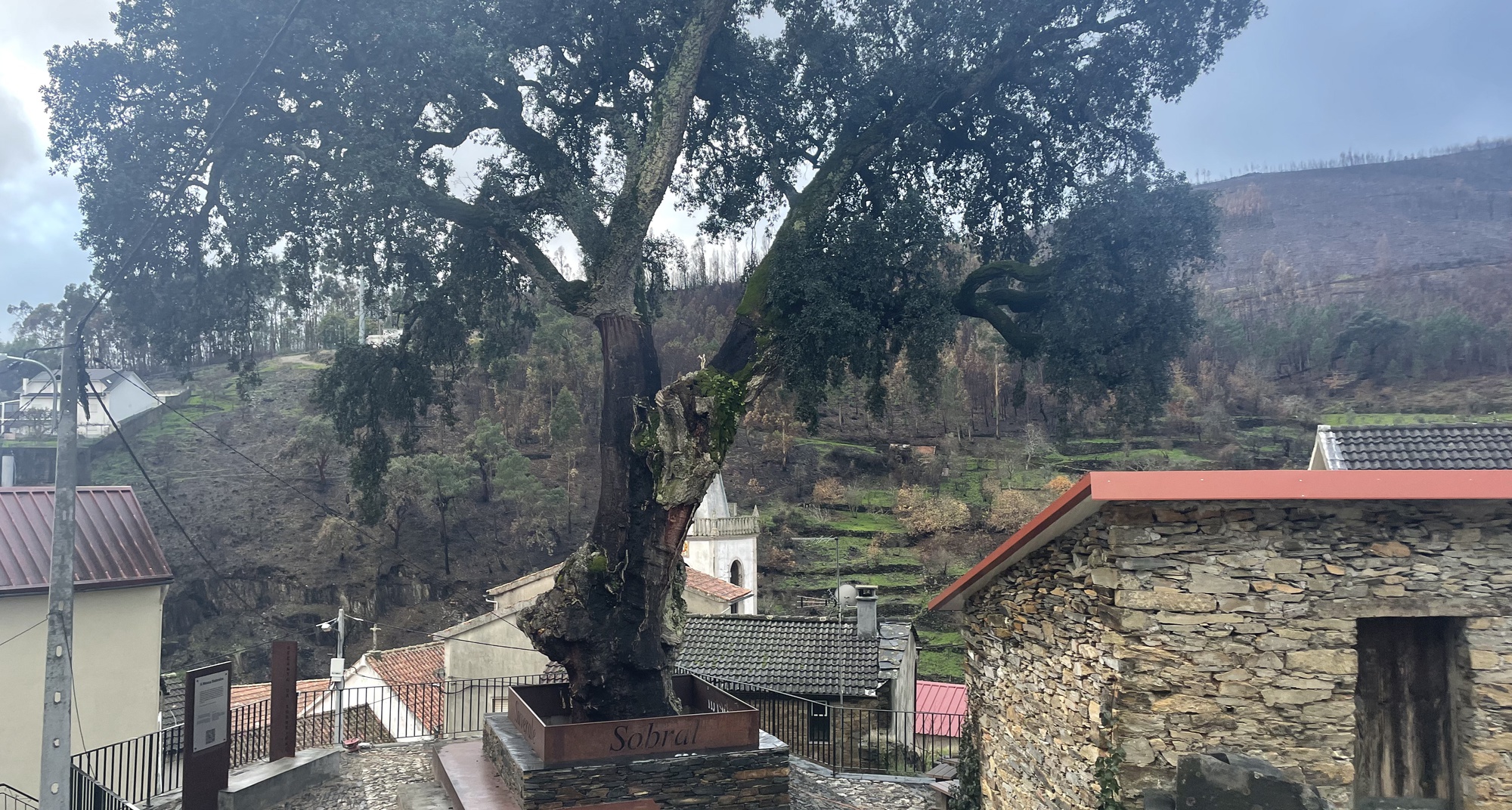 Dia Mundial da Árvore em Sobral de São Miguel