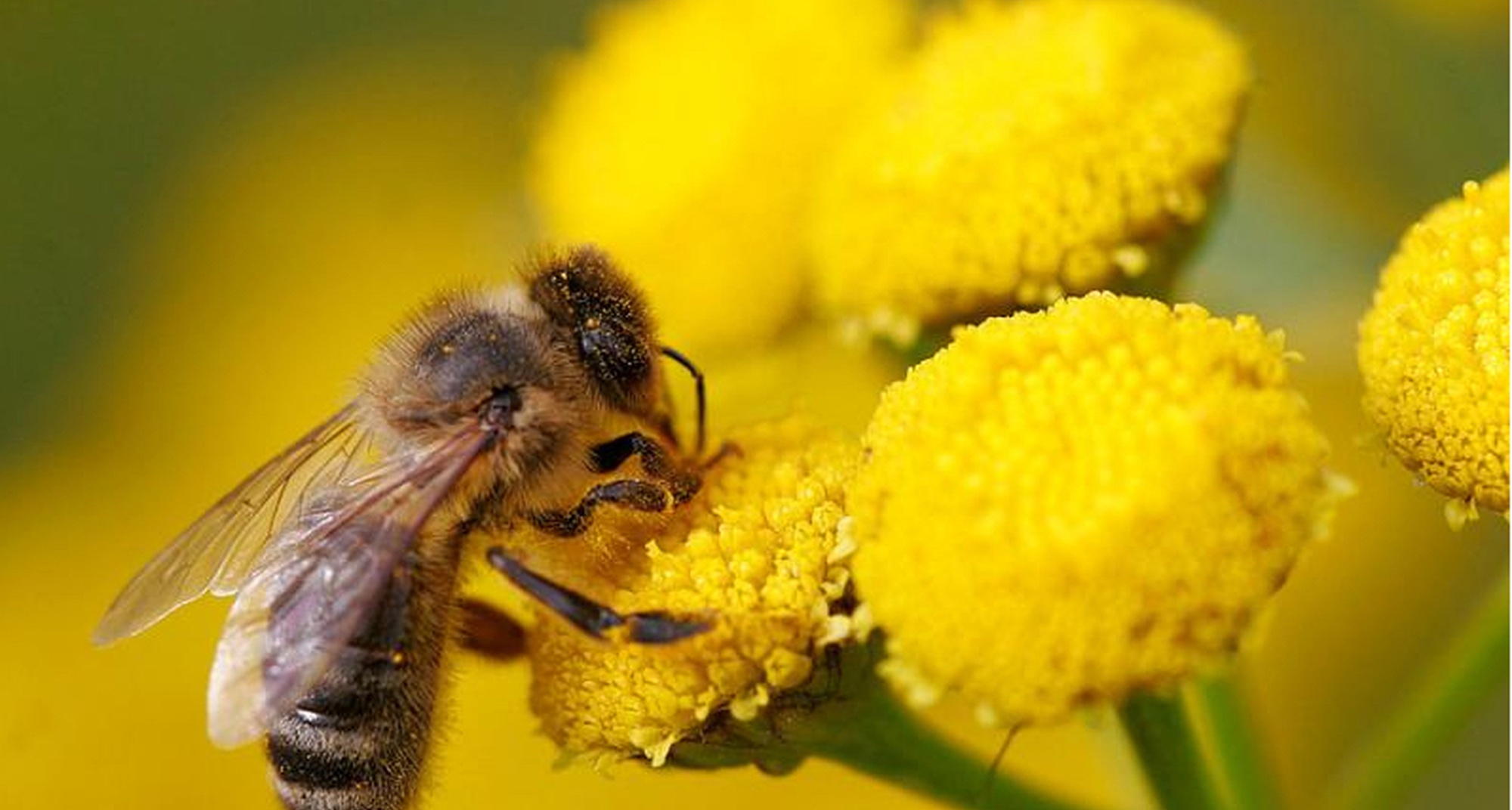 As Abelhas, o Mel e o Colmeal 