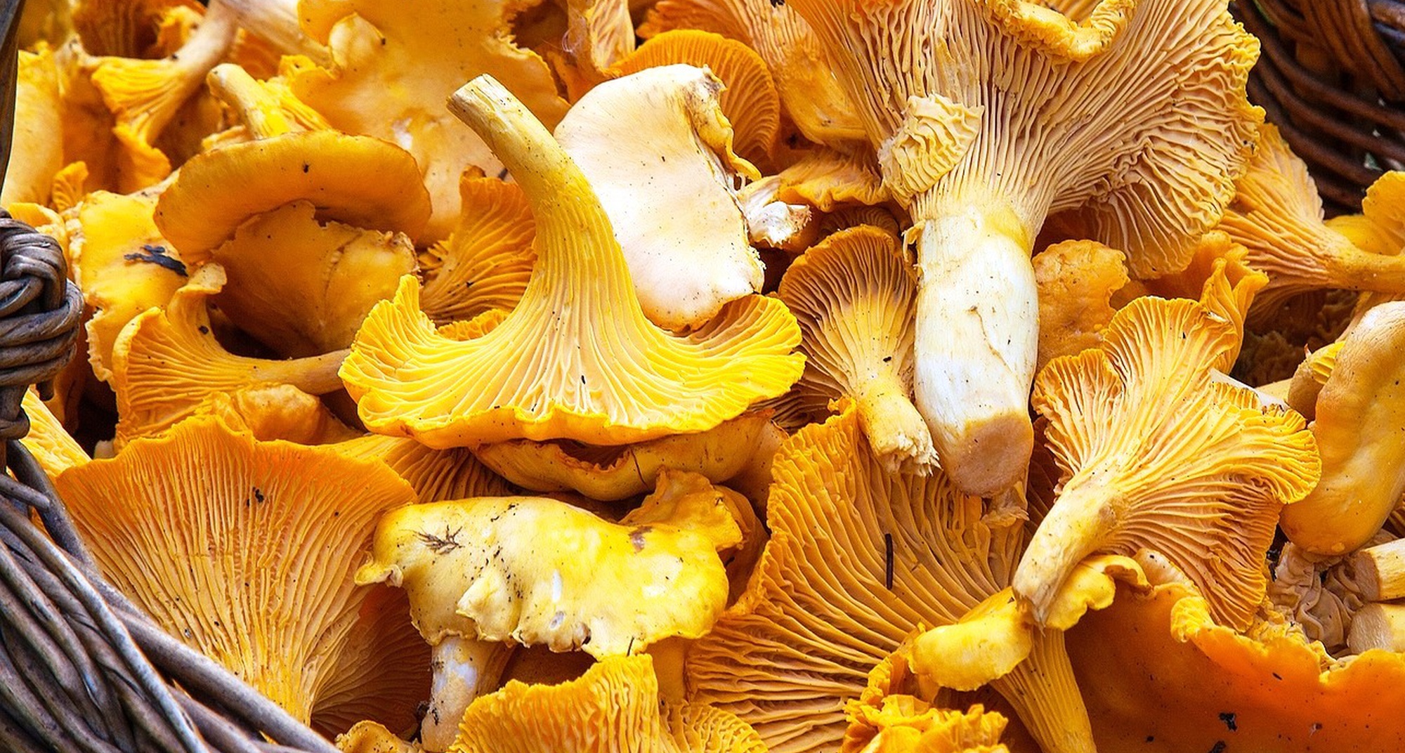 Passeio Micológico de Outono