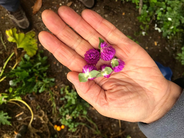 Dia de Agricultura Biológica - um património à mão de semear