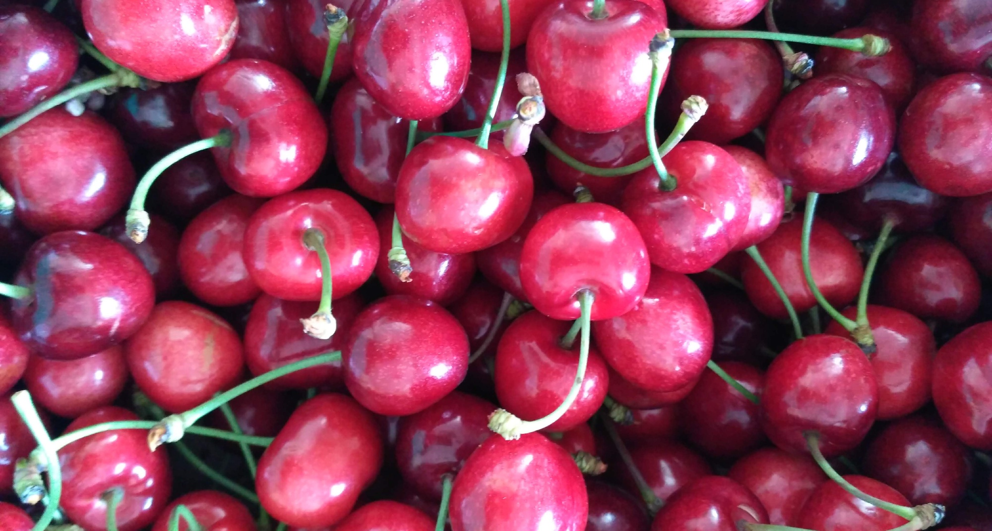 VIII Festival da Cereja e do Limão