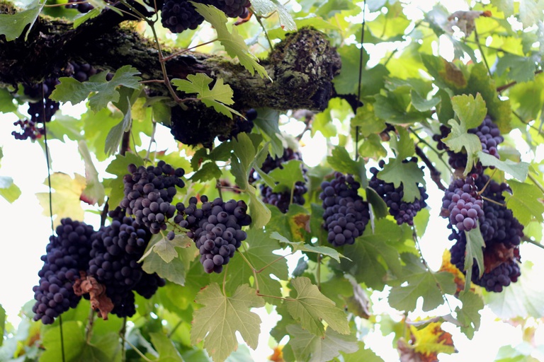 What are you going to eat, Manuel?