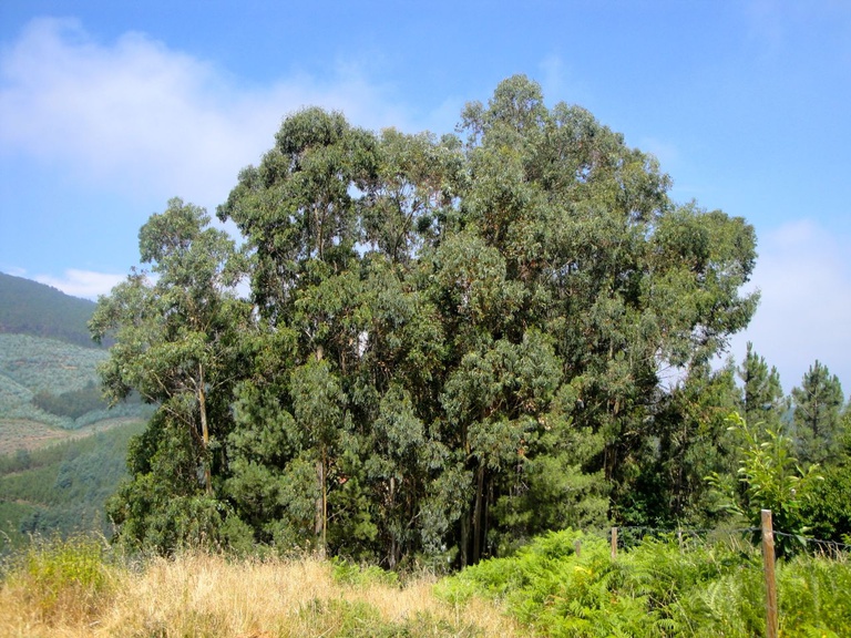 Rede Natura 2000 da Serra da Lousã